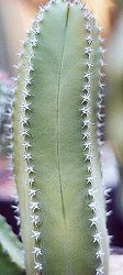 Lophocereus sargentianus