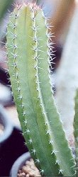 Lophocereus schottii australis