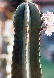 Lophocereus schottii