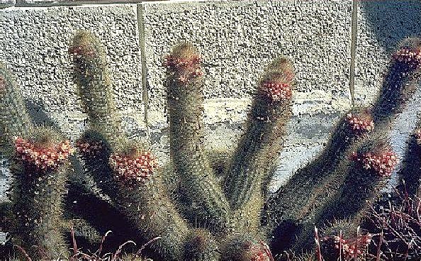 Micranthocereus flaviflorus></center><p>
<?
include (