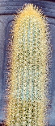 Micranthocereus auri-azureus