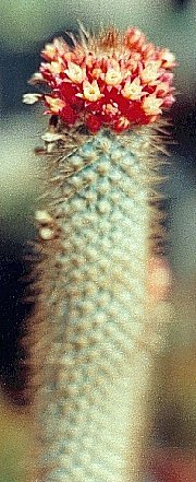 Micranthocereus sp.