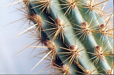 xMyrtgerocactus lindsayi tiny flower buds