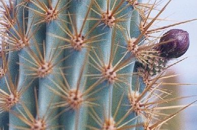 xMyrtgerocactus lindsayi bud closeup