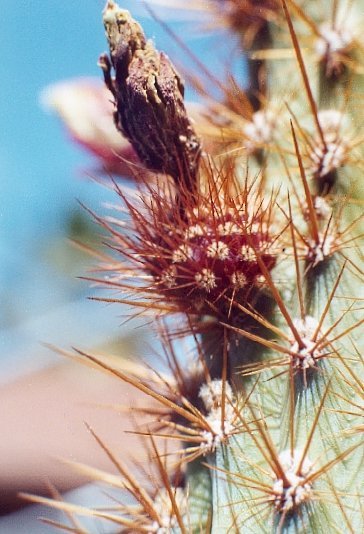 xMyrtgerocactus lindsayi fruit