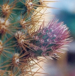 xMyrtgerocactus lindsayi start of new branch