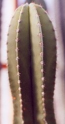 Myrtillocactus schenckii