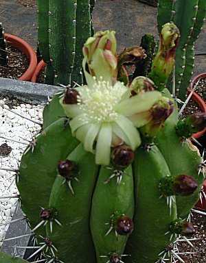 Myrtillocactus schenckii