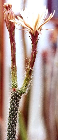 Nyctocereus serpentinus