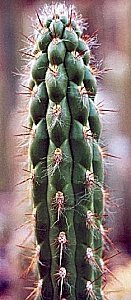 O.hendricksonianus gracilior