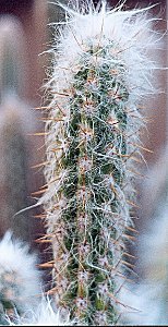 O.luribayensis