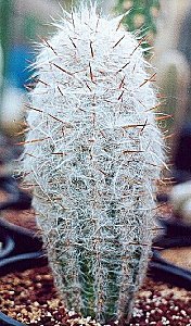 O.trollii