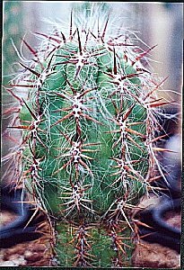 O.celsianus stout red spines