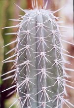 Pachycereus weberi