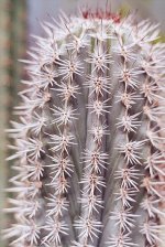 Pachycereus pringlei