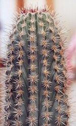 Pachycereus pringlei