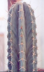 Pachycereus pectin-aboriginum