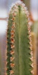 Pilosocereus brasiliensis