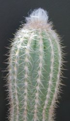 Pilosocereus chrysacanthus