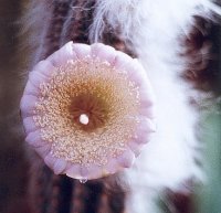 Pilosocereus alensis