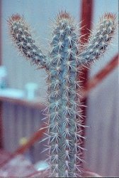 Pilosocereus gounellei