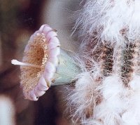 Pilosocereus alensis