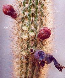 Pilosocereus luetzelburgii