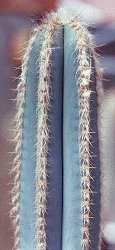 Pilosocereus pachycladus