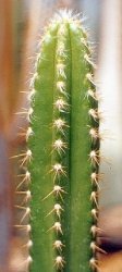 Pilosocereus arrabidae