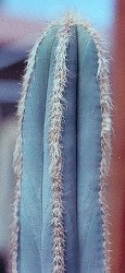 Pilosocereus pachycladus