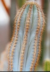 Pilosocereus pachycladus pernambucoensis