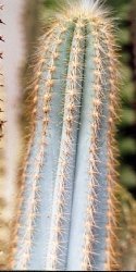 Pilosocereus pachycladus pernambucoensis