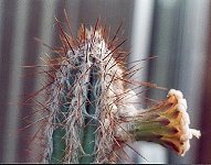 Pilosocereus palmeri victoriensis