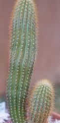 Pilosocereus aurilanatus