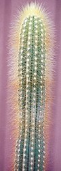 Pilosocereus tillianus