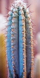 Pilosocereus tweedyanus