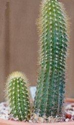 Pilosocereus werdermannianus diamantina