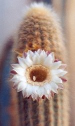 Pilosocereus aureistus