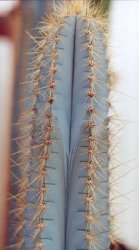 Pilosocereus azureus