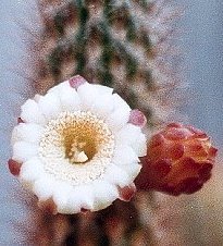 Pilosocereus luetzelburgii