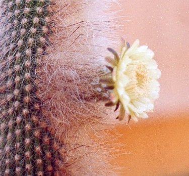 T.blossfeldiorum flower