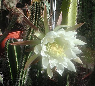 T.arboricola