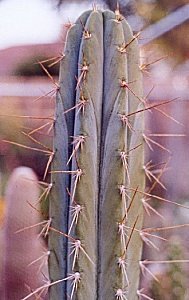 T.peruvianus