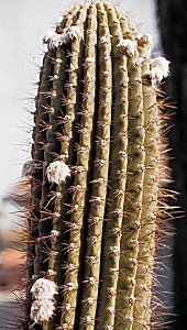 T.terscheckii