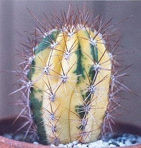 T.terscheckii