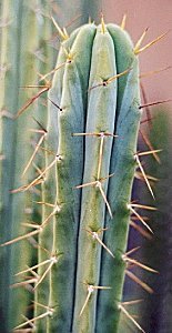 T.bridgesii