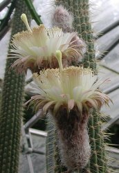 Weberbauerocereus longicomus