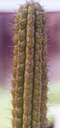 Weberbauerocereus cuzcoensis