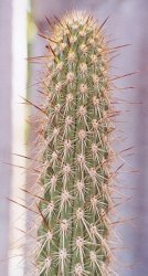 Weberbauerocereus fascicularis